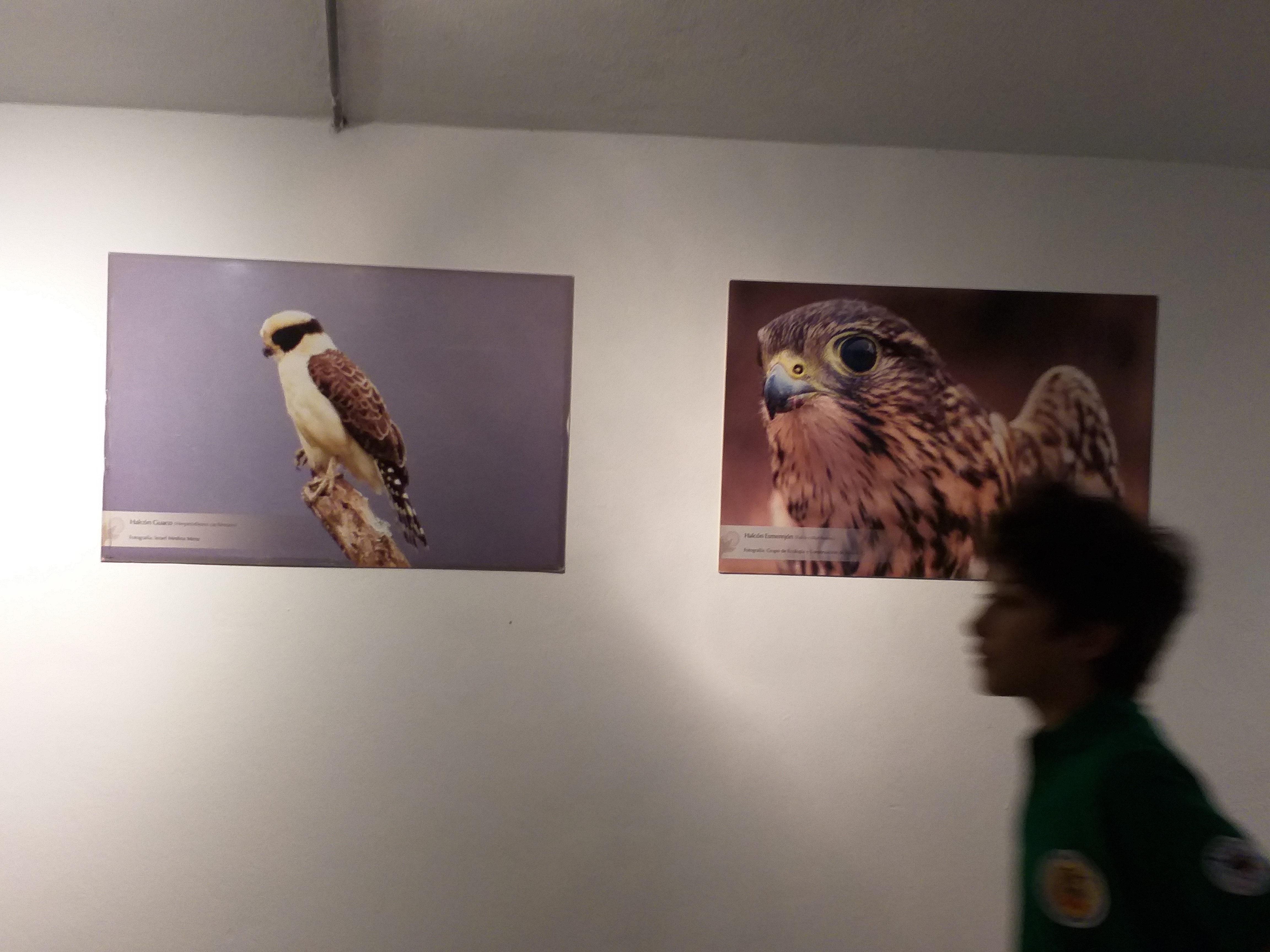 Exposición rapaces, águilas, halcones, búhos, lechuzas y zopilotes |  Biodiversidad, Morelos. COESBIO